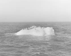 Penguins on an iceberg in Antarctic waters