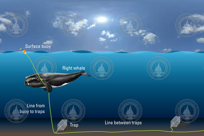 Illustration showing how right whales get entangled in fishing gear.