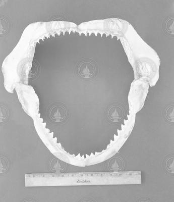 Jaw of carcharinus obscurus.
