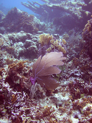 Gorgonia ventilona, purple sea fan