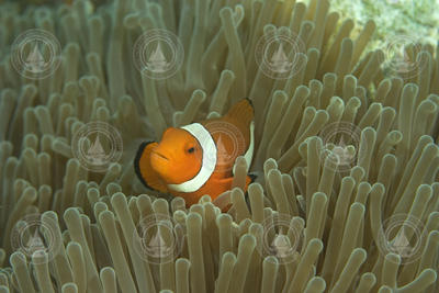 Amphiprion percula (clownfish)