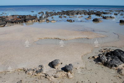 Microbial mats along the water's edge in Shark Bay, Australia.