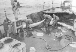 Working with large net on deck of the Anton Bruun