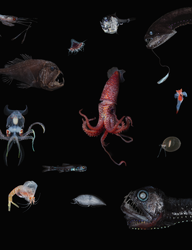 A montage of Ocean Twilight Zone animals.