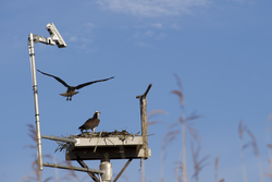 A pair of osprey in the nest at WHOI.