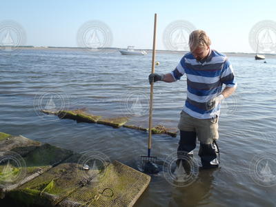 Joshua Reitsma collecting shellfish samples in Barnstable Harbor.