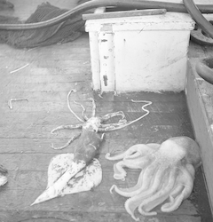 Squid and octopus on the deck of the Captain Bill II.