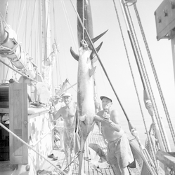 People on deck with swordfish.