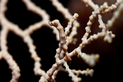 Pygmy seahorse (Hippocampus sp.) wrapping its tail around coral.