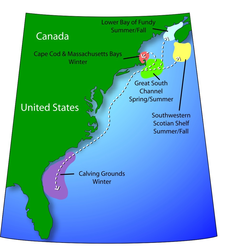 North Atlantic Right Whale migration pattern along the US East coast.