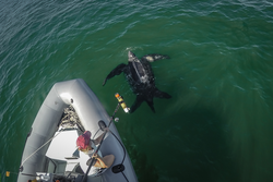 Kara Dodge tagging a sea turtle with a REMUS TurtleCam transponder.