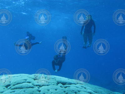Alice Alpert, Liz Drenkard, and Kelsie Ernsberger snorkeling over coral reef.