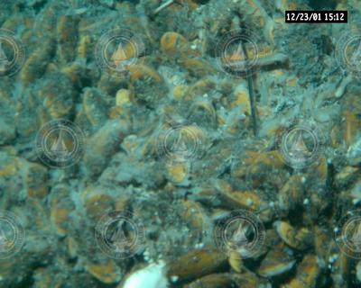 Clams and mussels viewed during Alvin dive 3737 at EPR.