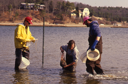 James Weinberg, Dale Leavitt, and Bruce Lancaster collecting clams.