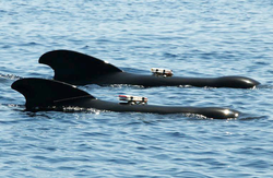 Two Pilot whales swimming side-by-side with DTAGs mounted on them.