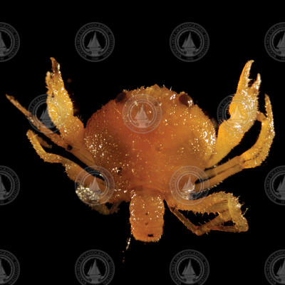 Crab larva, Bythograea thermydron