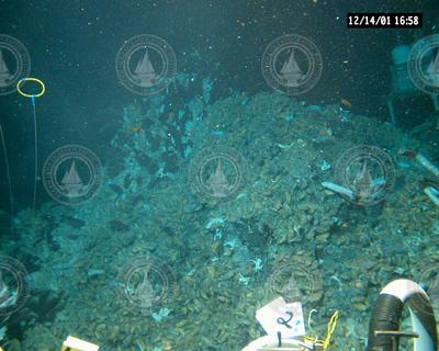 Tubeworms and mussels viewed during Alvin dive 3727.