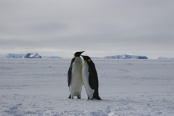 A pair of Emperor penguins.