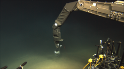 Image from ROV Jason operating at depth during Dive and Discovery 14.