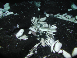 Vent clams viewed during Alvin dive 3749.