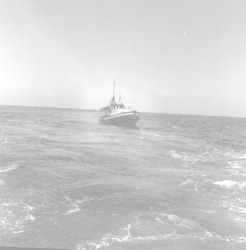 Balanus at sea