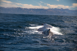 Male sperm whale surfacing in the Kaikoura Canyon, off New Zealand.