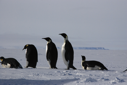 Several penguins walking and sliding along.