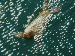 Walrus Pup swimming at the surface.