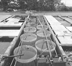 Aquaculture at Environmental Systems Laboratory.