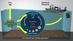 Scallop Life Cycle being affected by ocean acidification.