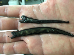 Viperfish and dragonfish specimens collected from mesopelagic zone.