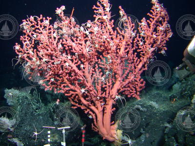 Sea fan coral cluster seen on Alvin dive 3806.