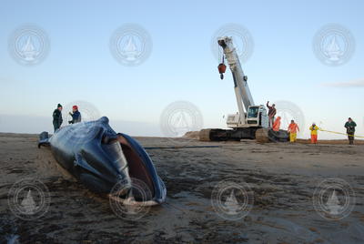 A dead Fin Whale carcus on a beach.
