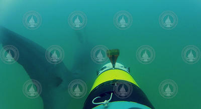 View of Great White Shark from the REMUS SharkCam tracking it.