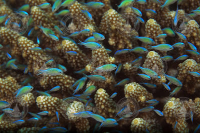 A school of bluegreen chromis (Chromis viridis) shelter in a coral colony.