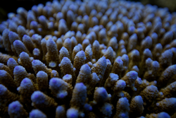 A close-up view of an Acropora coral.