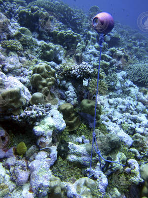 A black temperature sensor is deployed on this coral reef.