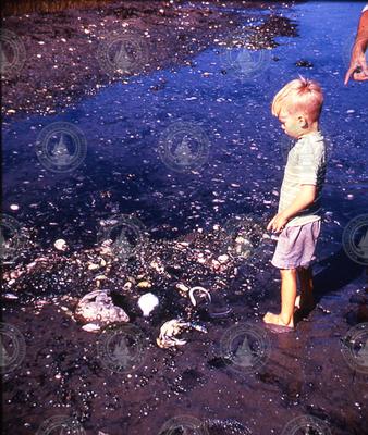 West Falmouth oil spill aftermath.