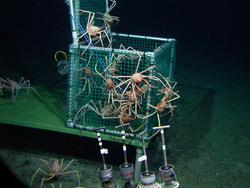 Crabs clinging to Alvin's sampling basket during Alvin dive 3802.