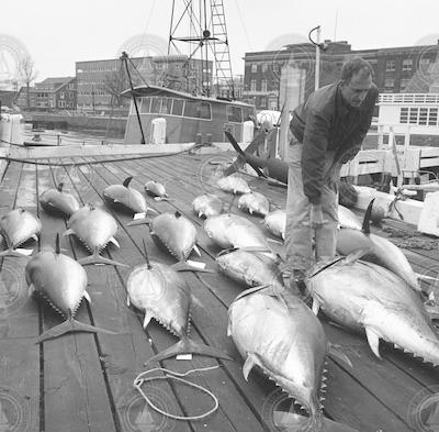 Dick Backus on the WHOI dock with tuna.