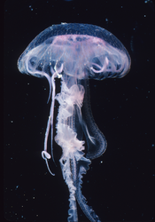 Jellyfish Pelagia noctiluca ("Mauve stinger")