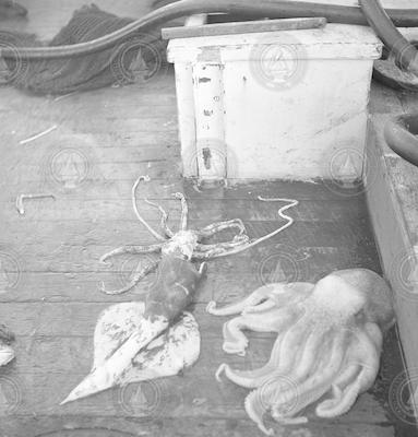 Squid and octopus on the deck of the Captain Bill II.