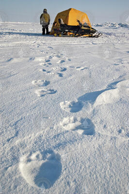 Inupiat guide next to a field tent with polar bear ice tracks leading up to it.