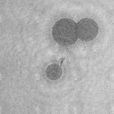Holocam image of oil droplets.