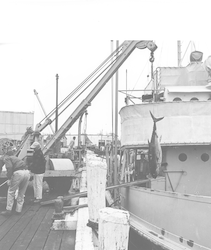 Removing tuna from ship to dock