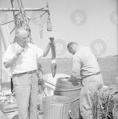W.C. Schroeder holding Chimaera fish on the deck of Captain Bill II.