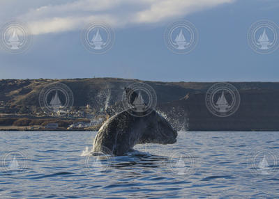 Breaching right whale off Peurto Piramides.