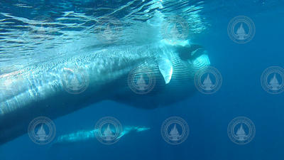 Video frame grab of Omura's whales feeding on krill.