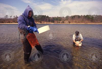 Bruce Lancaster and Dale Leavitt collecting clams.