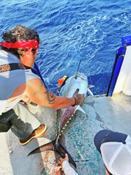 WHOI scientists release a newly tagged yellowfin tuna.